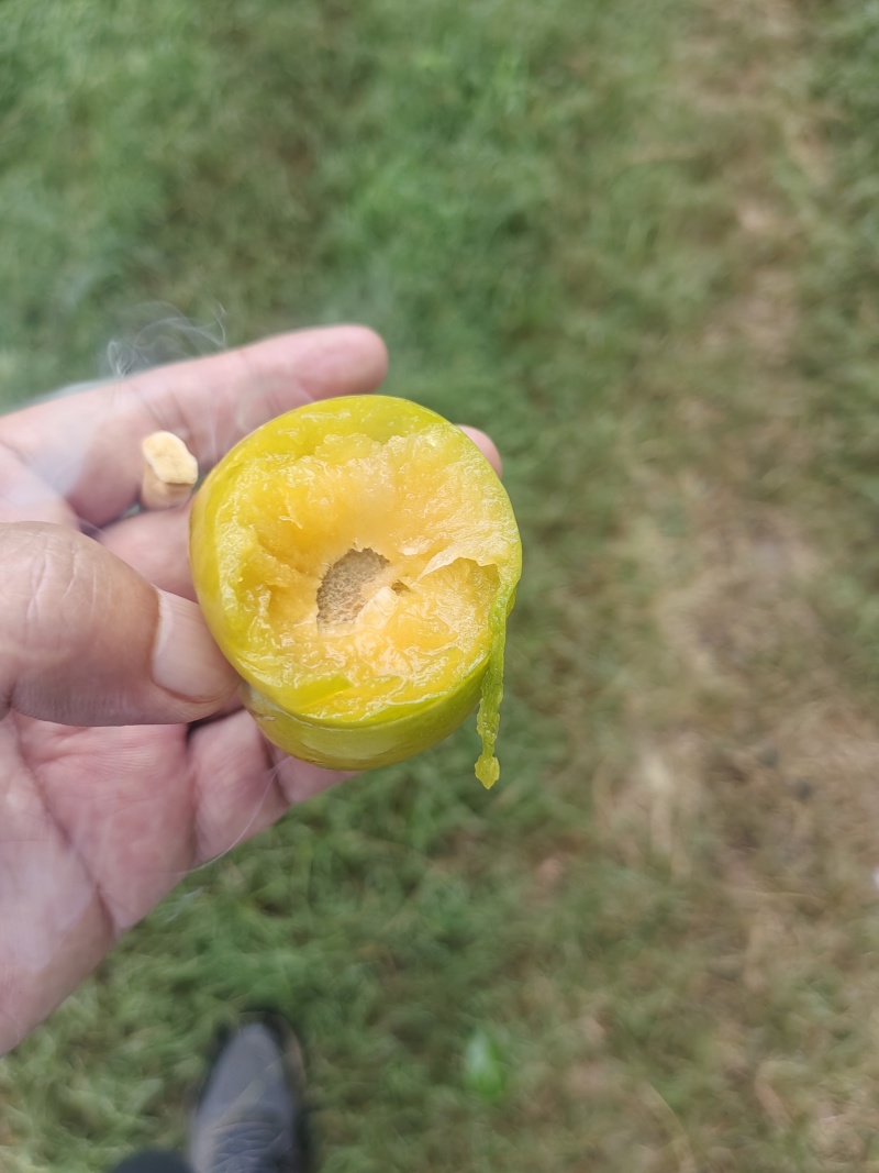 大棚青脆李金堂