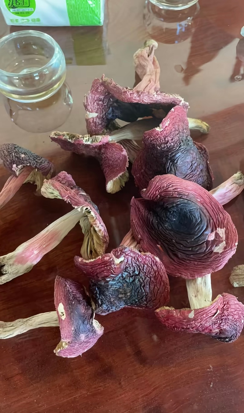 缅甸红菇，红菌子大量上市