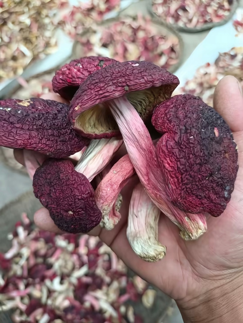 缅甸红菇，红菌子大量上市