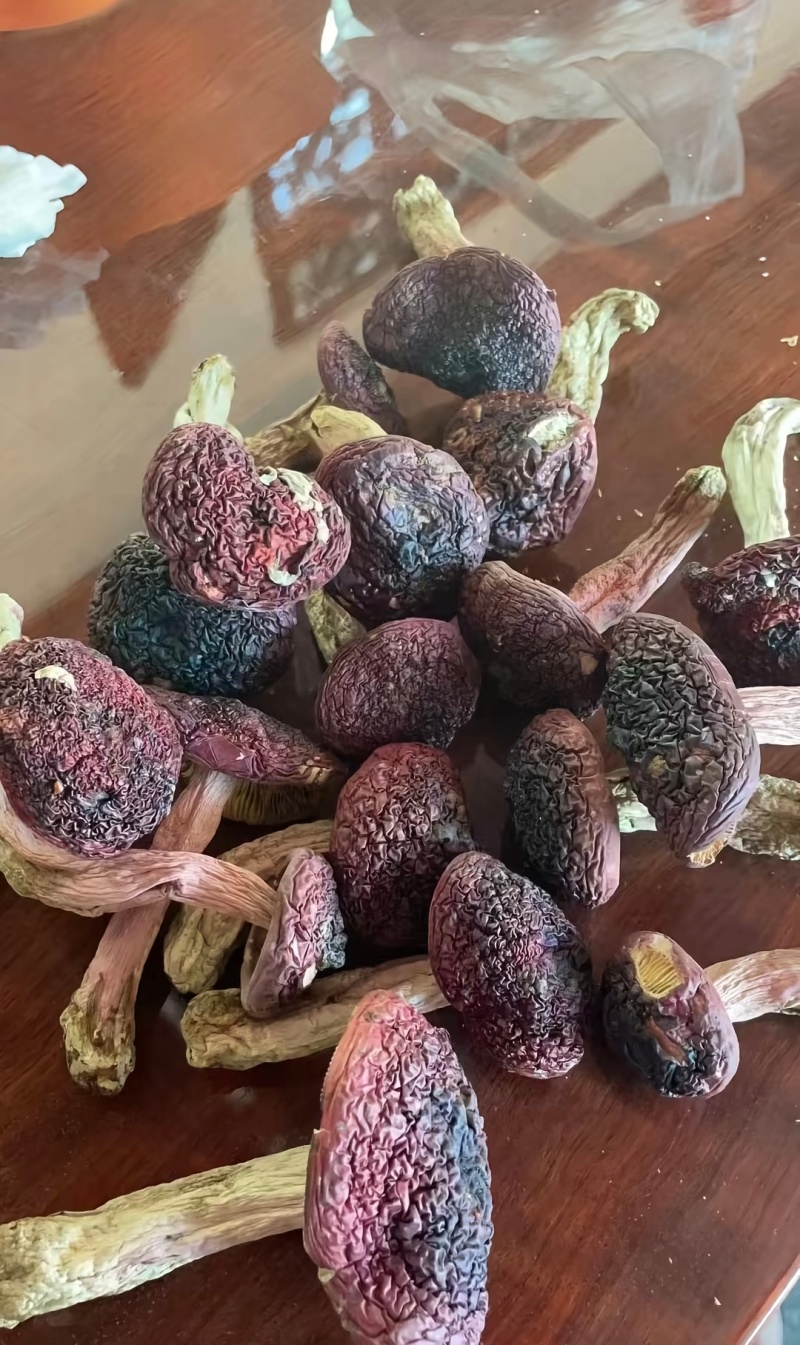 缅甸红菇，红菌子大量上市