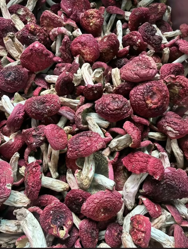 缅甸红菇，红菌子大量上市