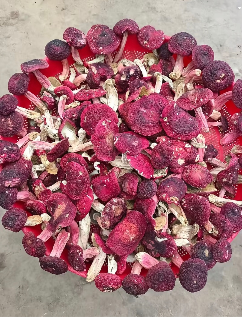 缅甸红菇，红菌子大量上市