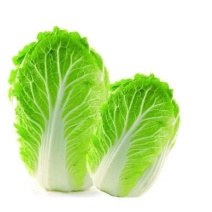 白菜