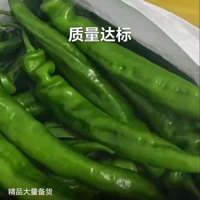 陕北蔬菜辣椒大量供应