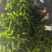 陕北蔬菜辣椒大量供应