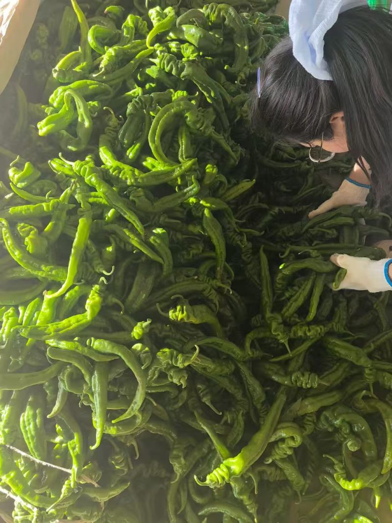 陕北蔬菜辣椒大量供应