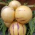 人参果