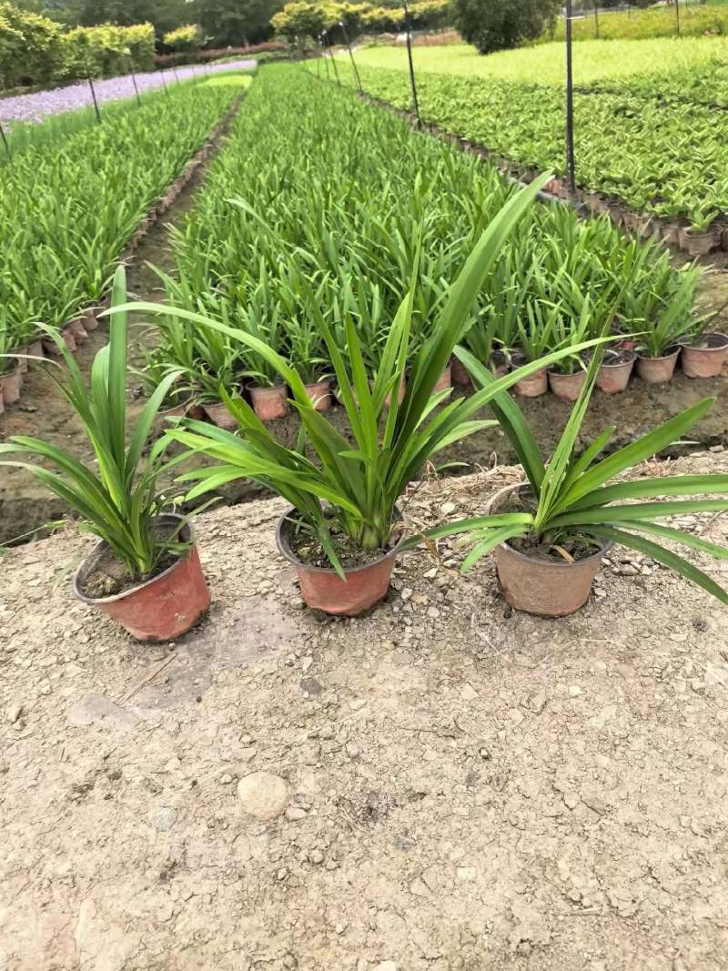 四川成都温江基地大量直销精品百子莲小杯百子莲大杯百子莲