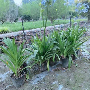 四川成都温江基地大量直销精品百子莲小杯百子莲大杯百子莲