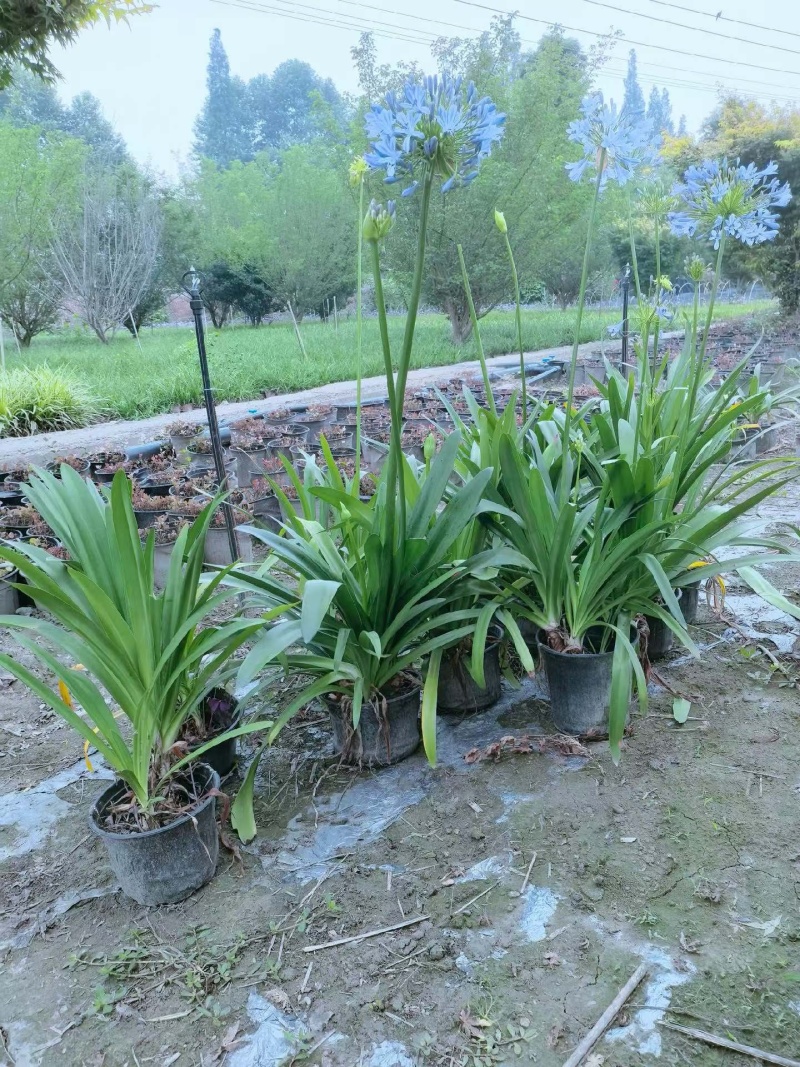 四川成都温江基地大量直销精品百子莲小杯百子莲大杯百子莲