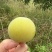 蜂糖李1万斤