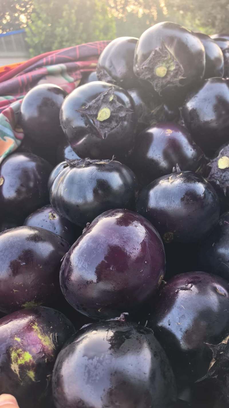 山东聊城陆地紫皮圆茄一级品质超市食堂工厂优选