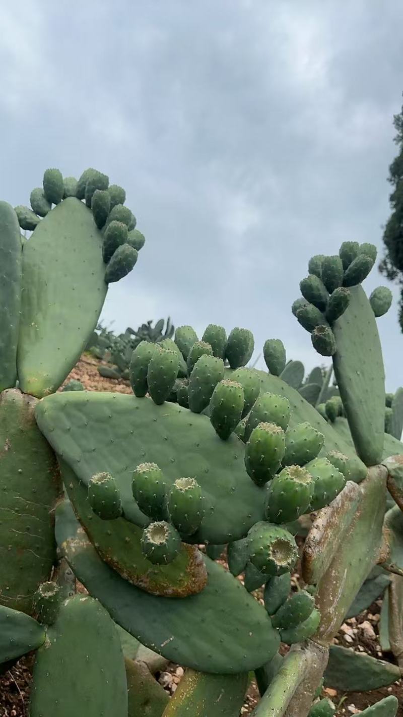 仙掌果