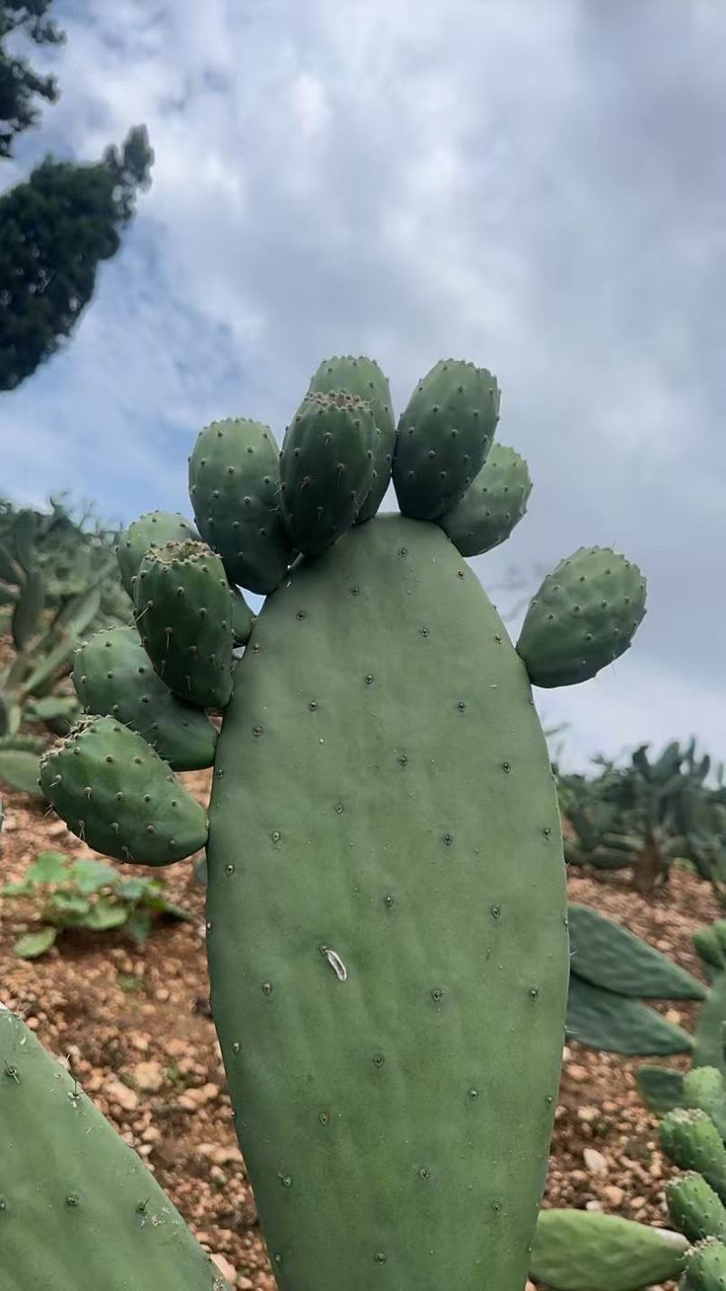 仙掌果