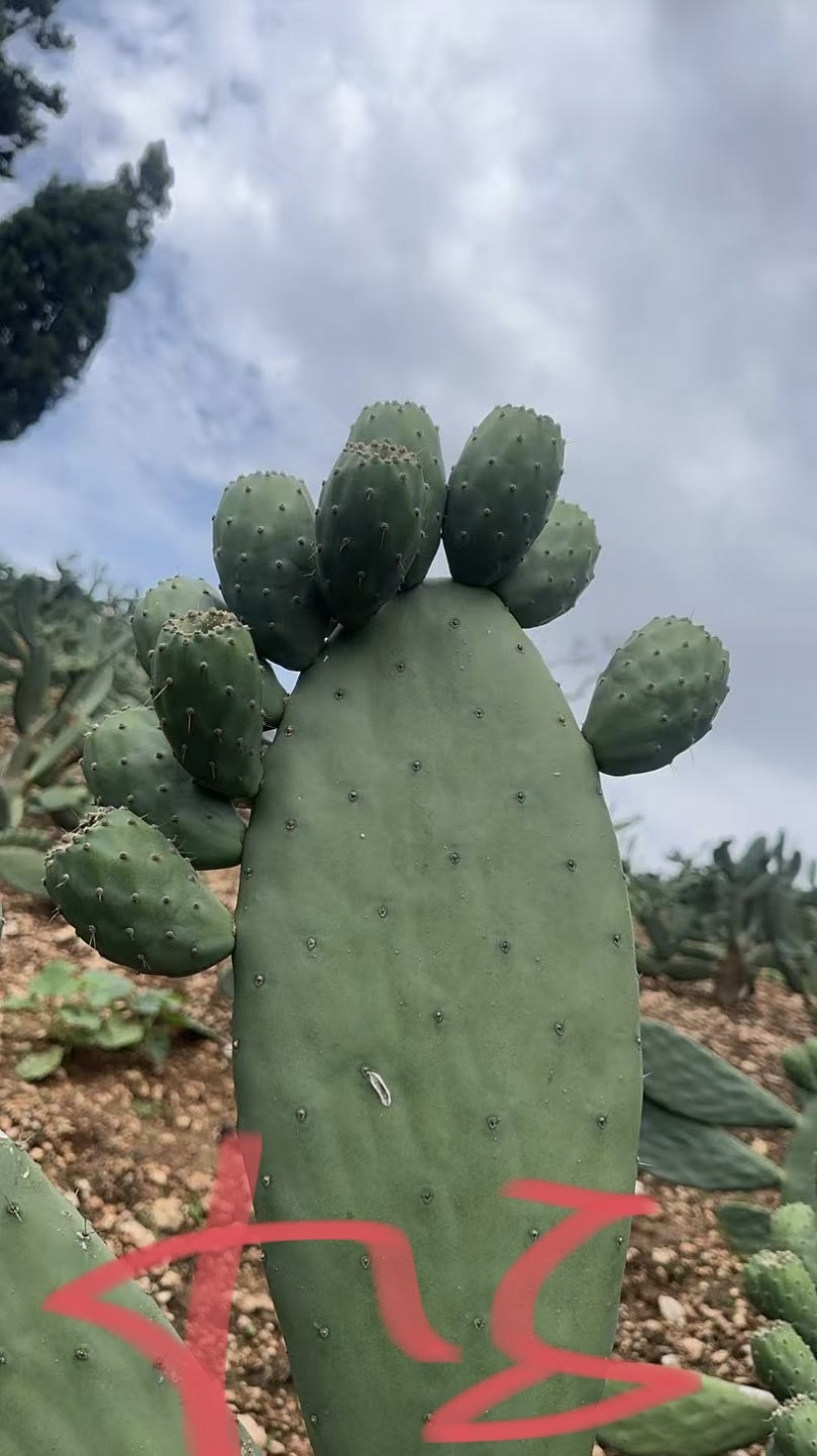 仙掌果