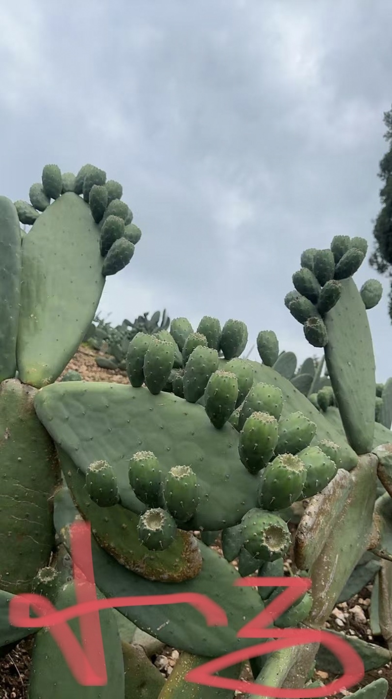 仙掌果