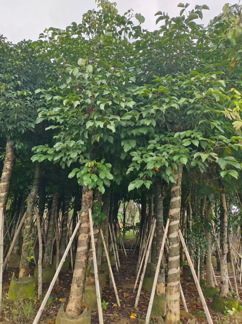 秋枫15-18分