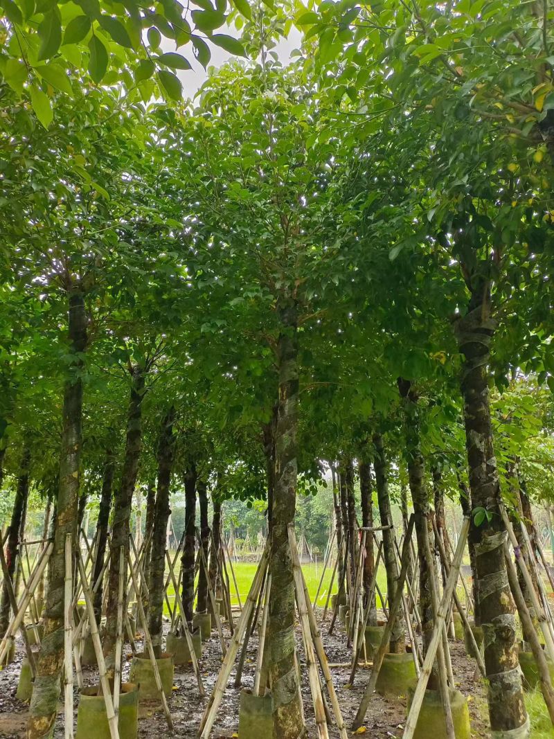 秋枫15-18分