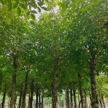 秋枫15-18分