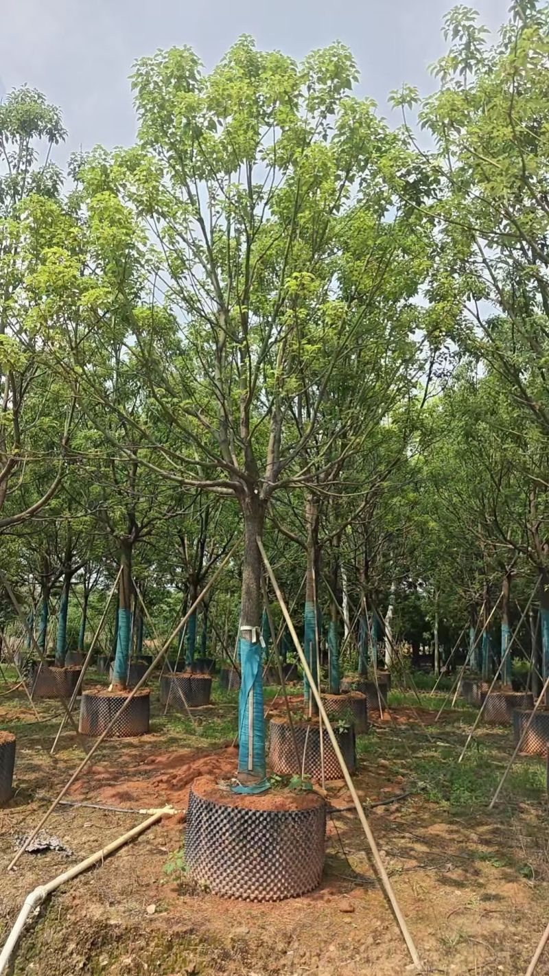 香樟全冠货10-20公分