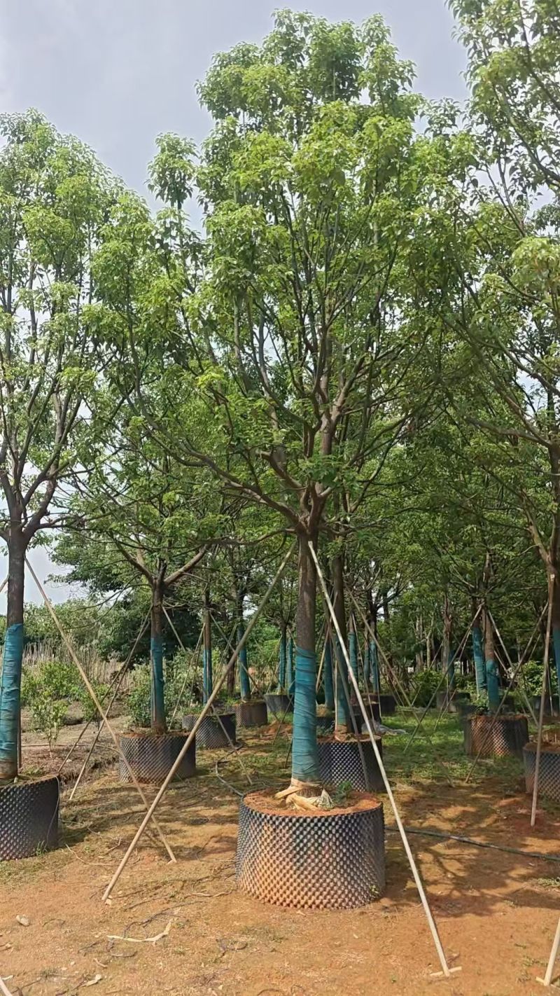 香樟全冠货10-20公分