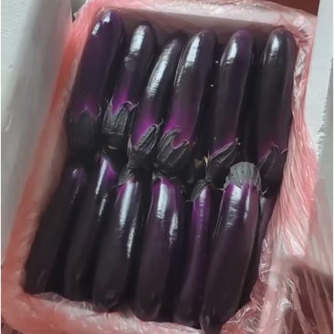 烧烤茄，紫长茄原产地发货，全国大量供应。