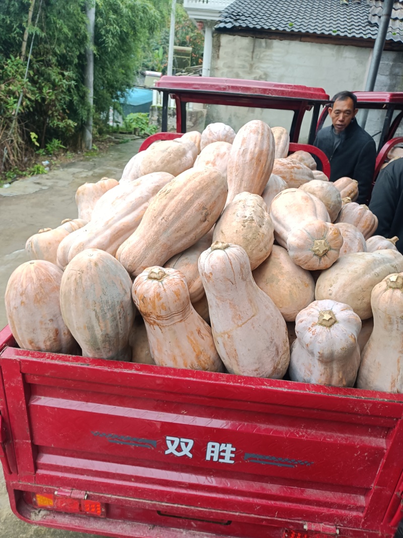 蜜本南瓜，地里全黄