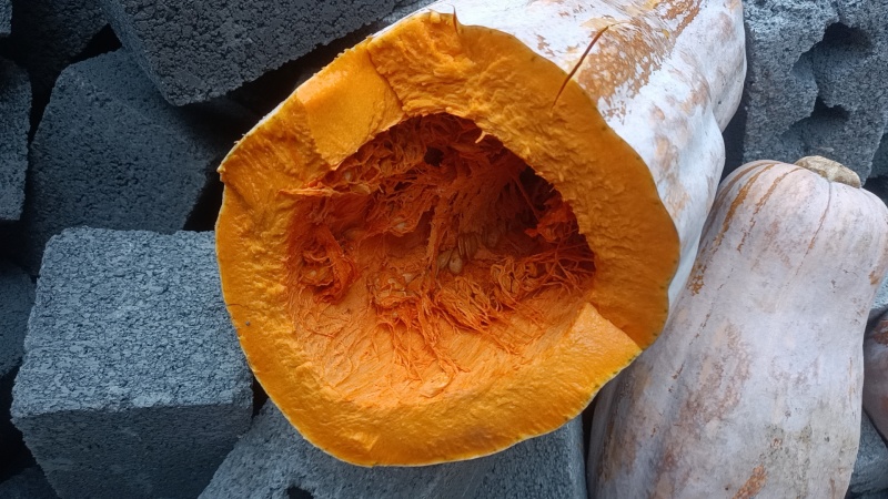 重庆蜜本南瓜，高山种植，品质保障