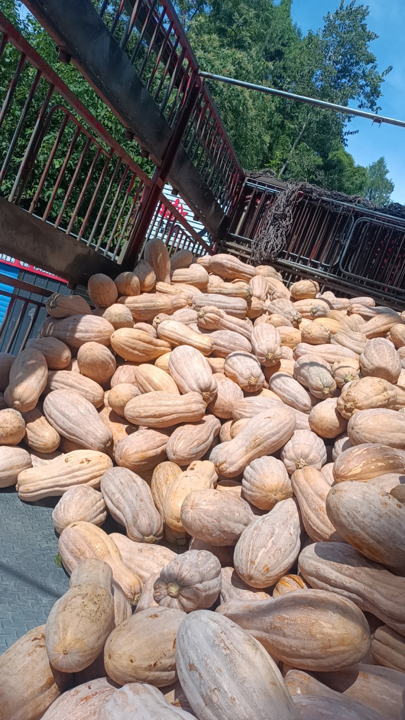 重庆蜜本南瓜，高山种植，品质保障