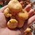 野生枞树菌