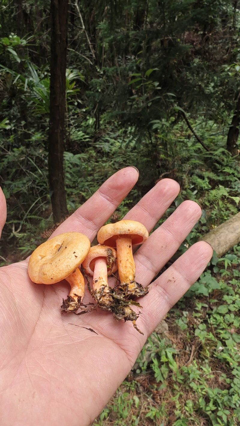 野生枞树菌