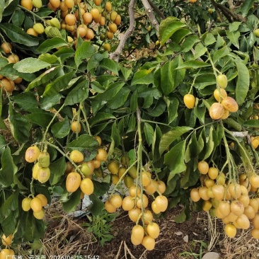 现货大量供应,广东云浮市郁南无核黄皮/鸡心黄皮,一手货源