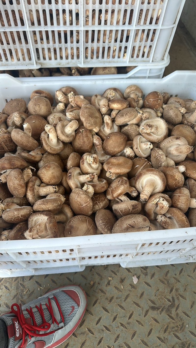 菜菇