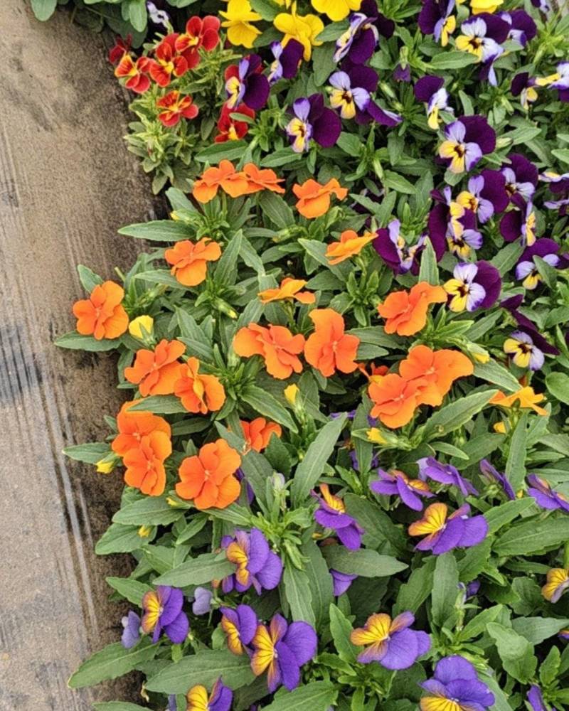 角堇鲜花