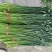 甘肃韮菜花苔。质量保证。精品