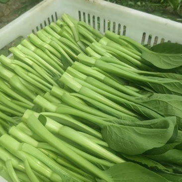 菜心大量有货，有需要的老板可联系我购买了