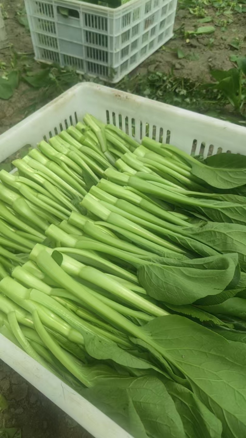 菜心大量有货，有需要的老板可联系我购买了