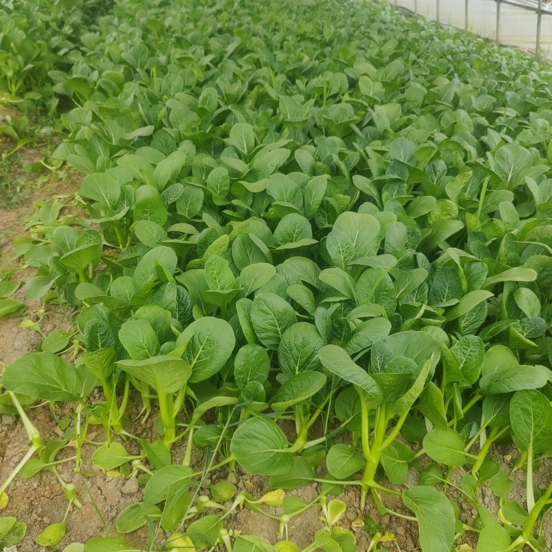 菜心大量有货，有需要的老板可联系我购买了