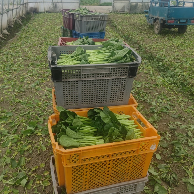 菜心大量有货，有需要的老板可联系我购买了