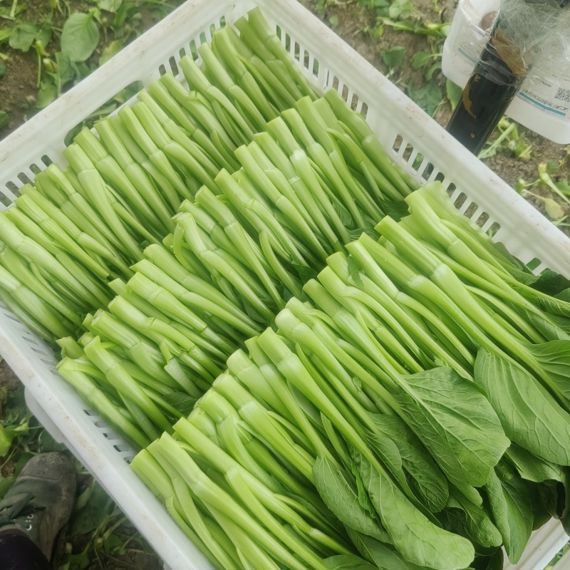 菜心大量有货，有需要的老板可联系我购买了