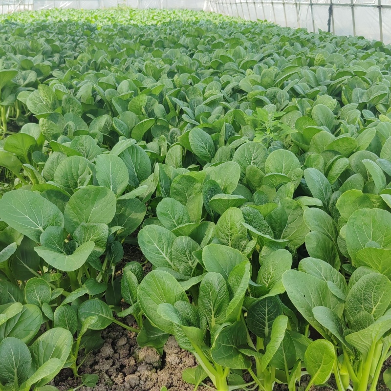 菜心大量有货，有需要的老板可联系我购买了