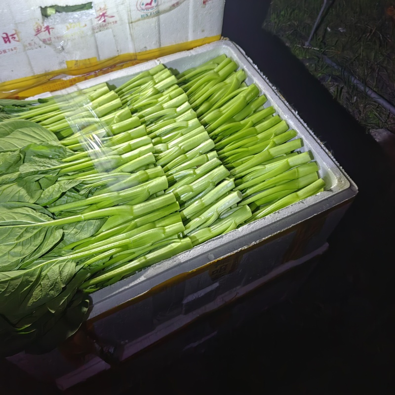 菜心大量有货，有需要的老板可联系我购买了