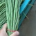 精品豆角白豆角青条