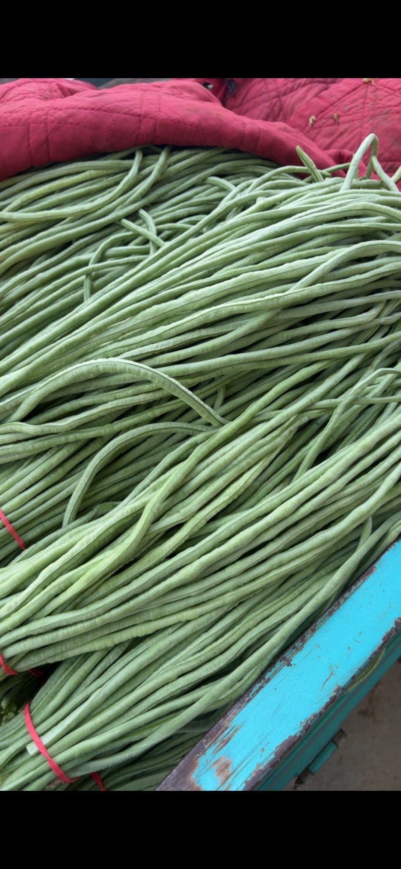 精品豆角白豆角青条