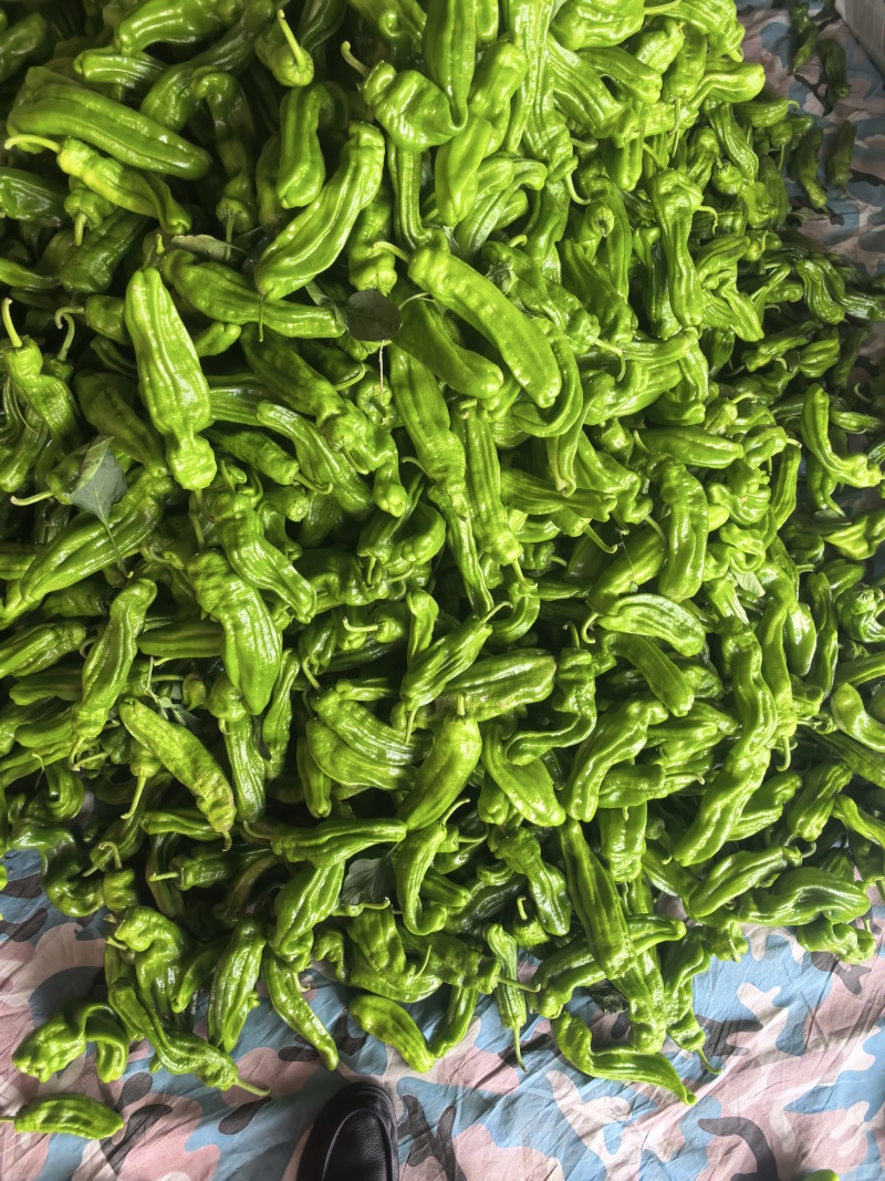 精品辣椒
