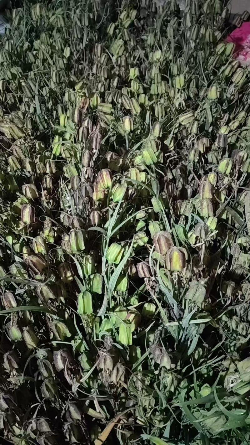 太白贝母种子