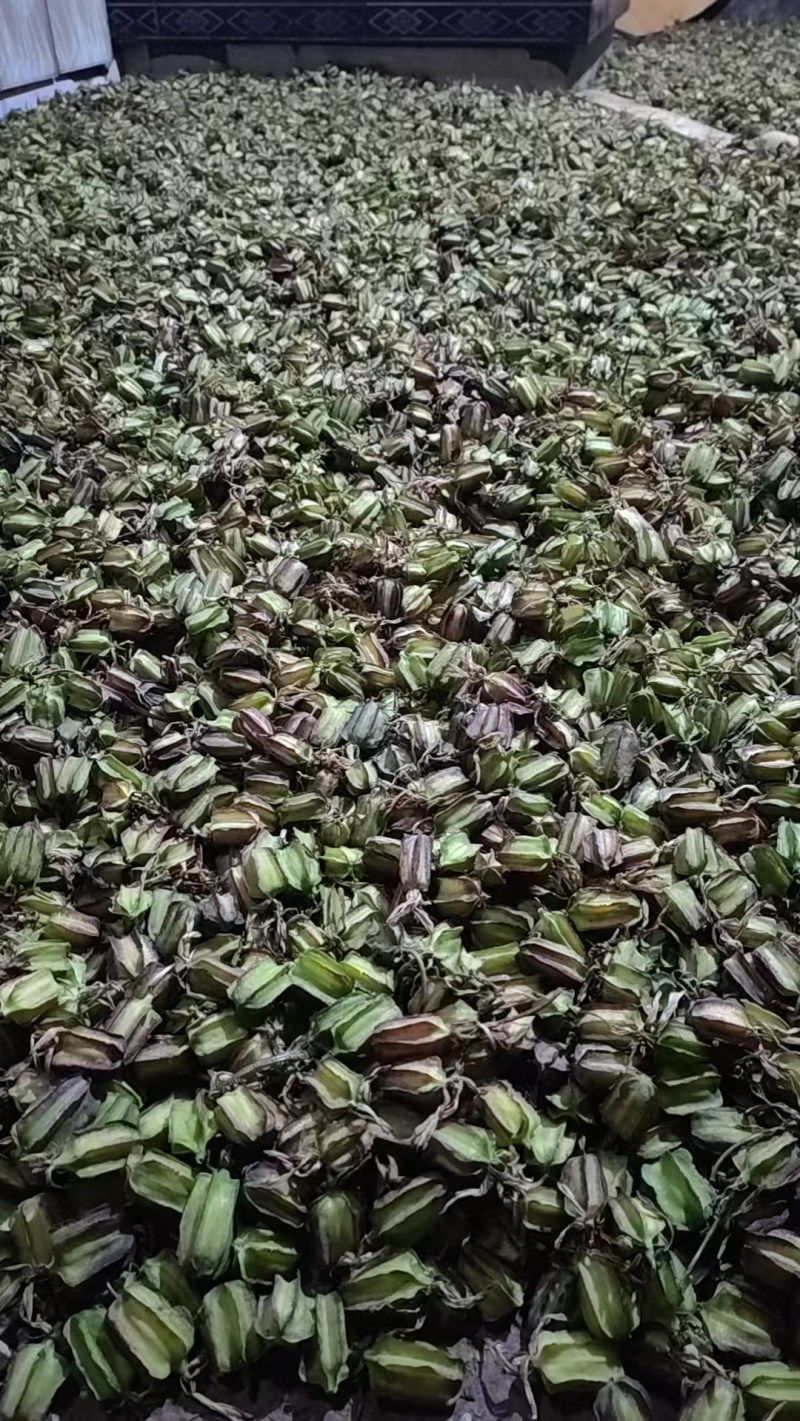 太白贝母种子