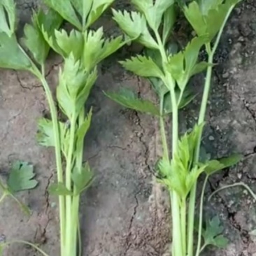 法国皇后芹菜苗