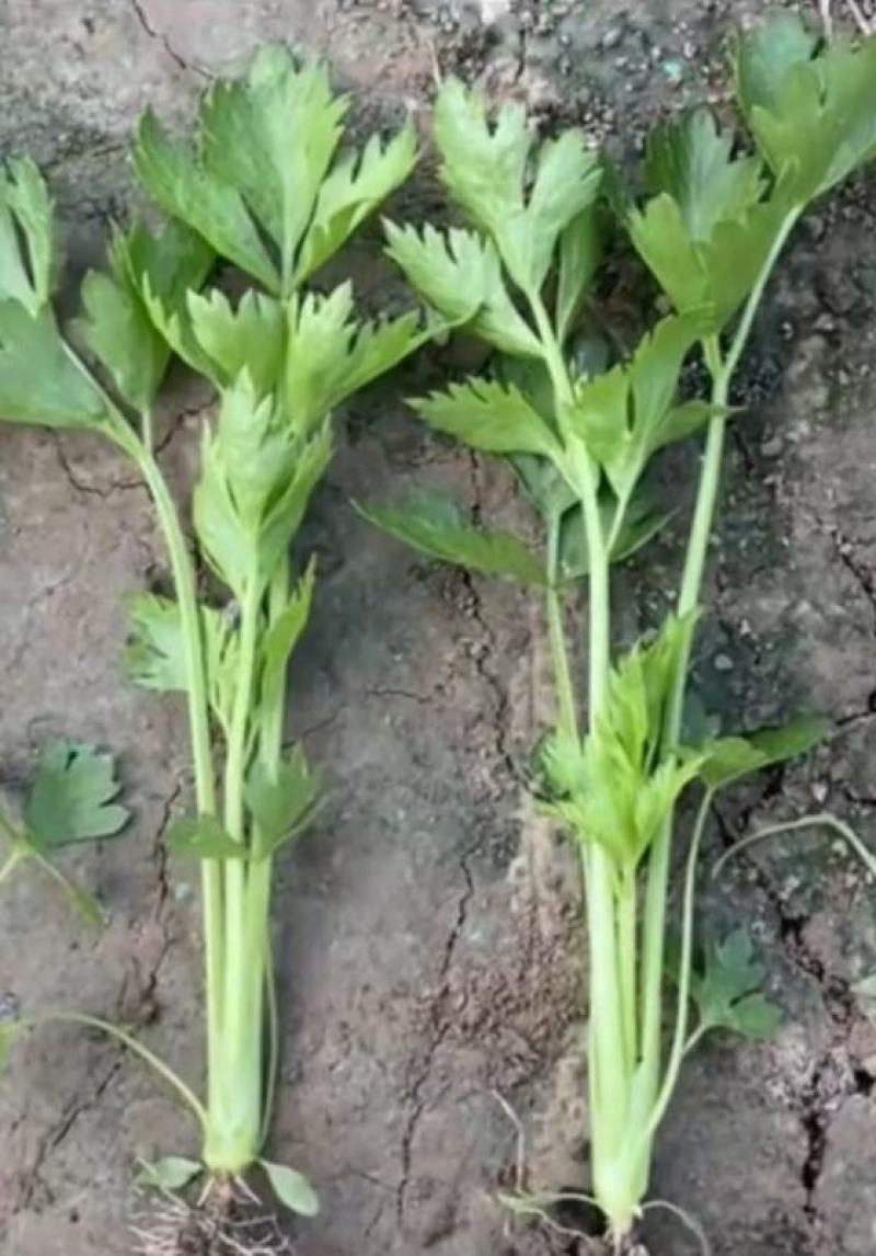 法国皇后芹菜苗