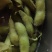 毛豆上市啦